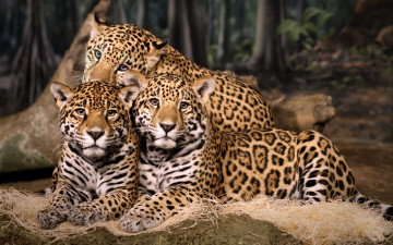 Картинка животные Ягуары троица трио