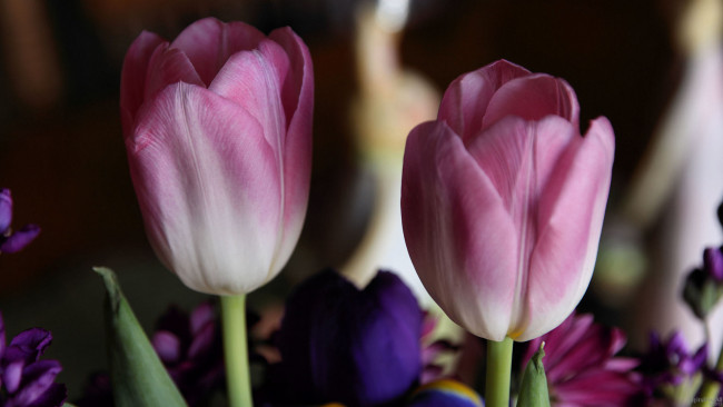 Обои картинки фото цветы, тюльпаны, лепестки