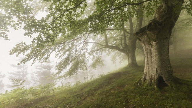 Обои картинки фото природа, деревья, настроение, туман