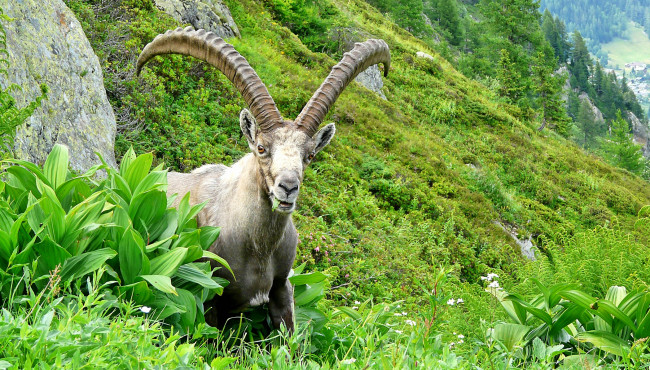 Обои картинки фото животные, козы, трава, козерог, рога, горы, луг