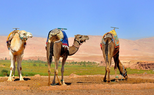 Обои картинки фото животные, верблюды, упряж, пустыня