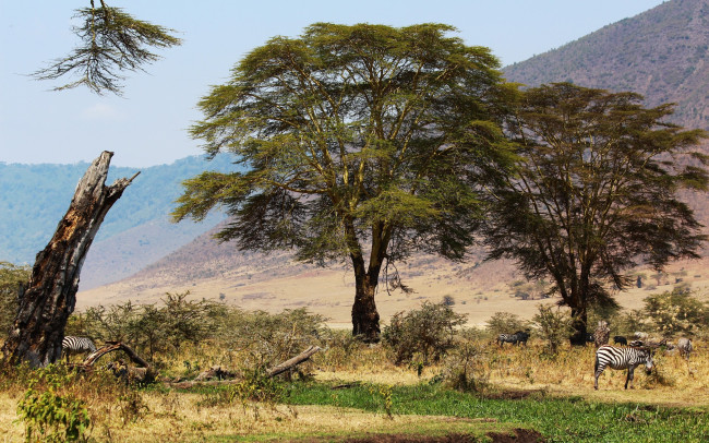 Обои картинки фото tanzania, ngorongoro, животные, зебры, трава, деревья, африка, саванна