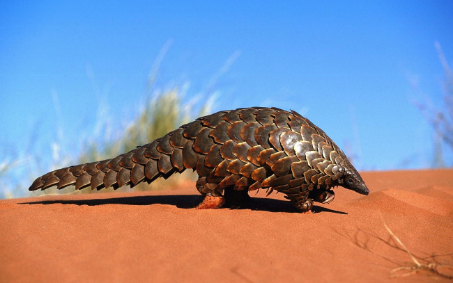 Обои картинки фото pangolin, животные, Ящерицы, игуаны, вараны, панголин, ящер