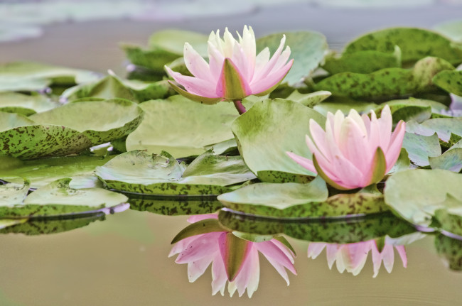 Обои картинки фото цветы, лилии, водяные, нимфеи, кувшинки, отражение, вода, розовый