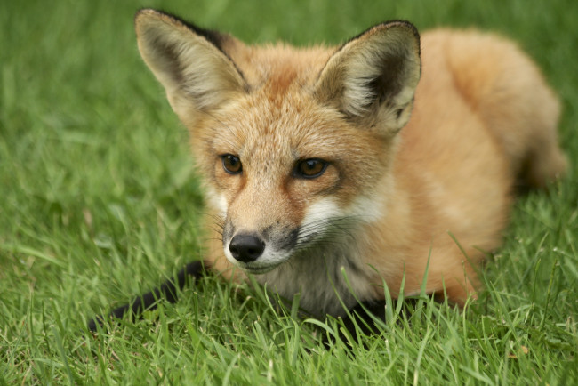 Обои картинки фото животные, лисы, лисичка, трава