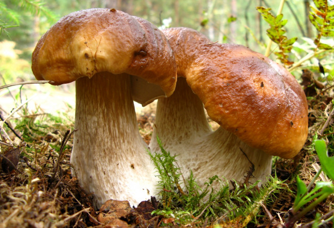 Обои картинки фото природа, грибы, боровики, трио