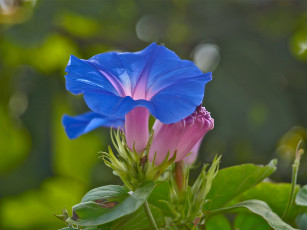Картинка цветы вьюнки +ипомеи вьюнок цветок граммофон фиолетовый