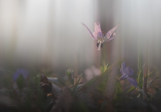 Картинка цветы додекатеон+ дряквенник додекатеон природа цветение лес