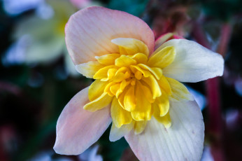 Картинка цветы мясистый бело-жёлтый цветок