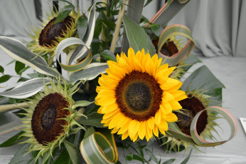 Картинка цветы подсолнухи букет sunflower flowers bouquet подсолнух