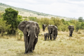 Картинка животные слоны африка трава