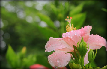 Картинка цветы гибискусы гибискус розовый цветение
