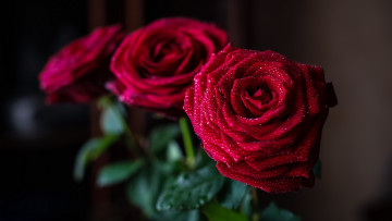 Картинка цветы розы красные букет лепестки капли