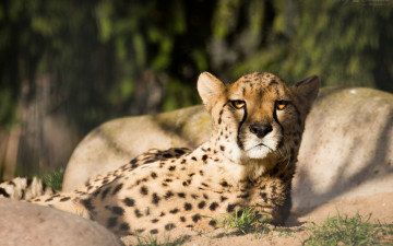 Картинка животные гепарды гепард кошка морда взгляд тень