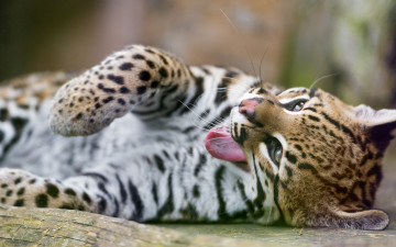 Картинка животные оцелоты оцелот кошка язык зевает