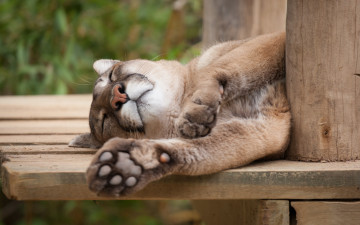 Картинка животные пумы пума кугуар кошка сон отдых спит