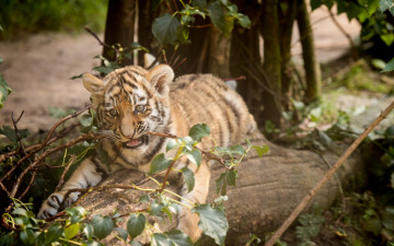 Картинка животные тигры тигр амурский кошка котёнок детёныш ветка бревно