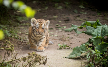 Картинка животные тигры тигр амурский кошка котёнок детёныш лопух