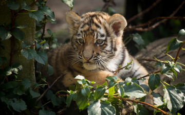 Картинка животные тигры тигр амурский кошка котёнок детёныш листья
