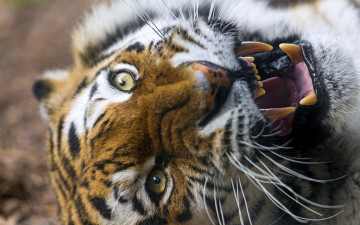 Картинка животные тигры тигр амурский кошка пасть оскал клыки морда