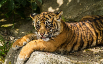 Картинка животные тигры тигр тигрёнок суматранский кошка котёнок детёныш отдых камень