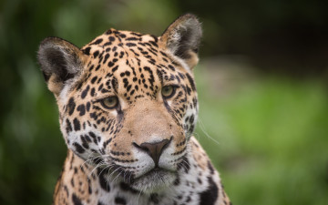 Картинка животные Ягуары ягуар кошка морда взгляд