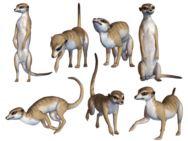 Обои картинки фото 3д графика, животные , animals, meerkats