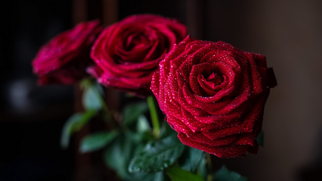 Обои картинки фото цветы, розы, красные, букет, лепестки, капли