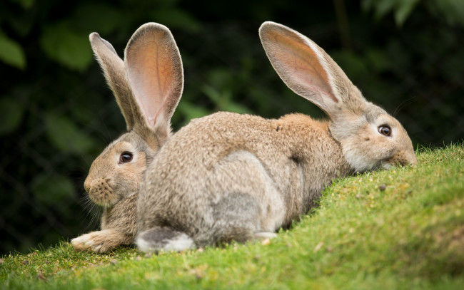 Обои картинки фото животные, кролики,  зайцы, пара, трава