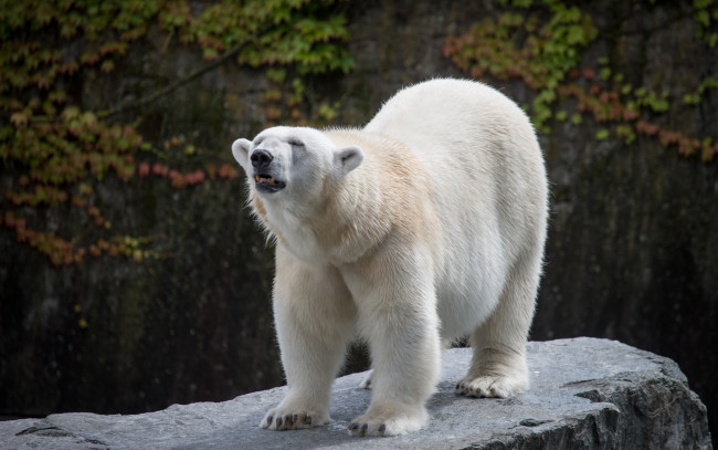 Обои картинки фото животные, медведи, белый, медведь, полярный, камень