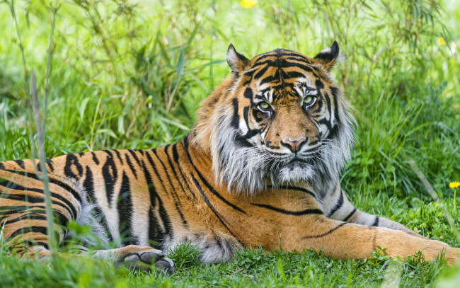 Обои картинки фото животные, тигры, тигр, суматранский, трава, отдых