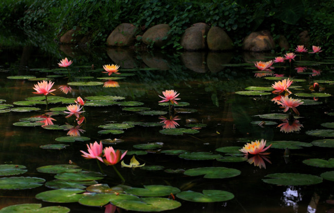 Обои картинки фото цветы, лилии водяные,  нимфеи,  кувшинки, вода, листья, водяные, лилии