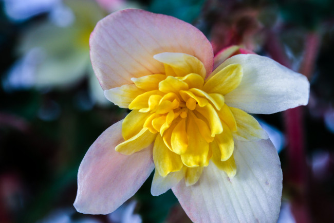 Обои картинки фото цветы, мясистый, бело-жёлтый, цветок