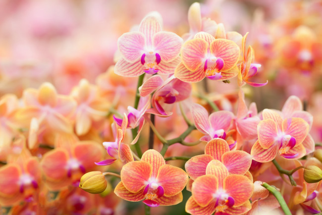 Обои картинки фото цветы, орхидеи, цветение, flowers, flowering, orchids