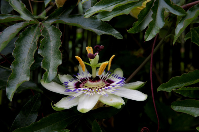 Обои картинки фото цветы, пассифлора, passiflora, цветение