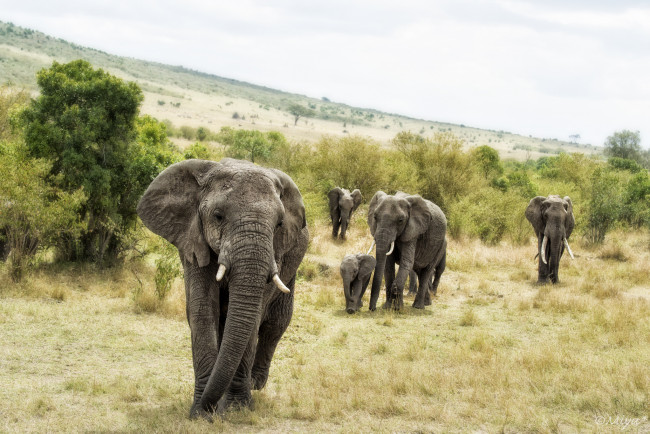 Обои картинки фото животные, слоны, африка, трава