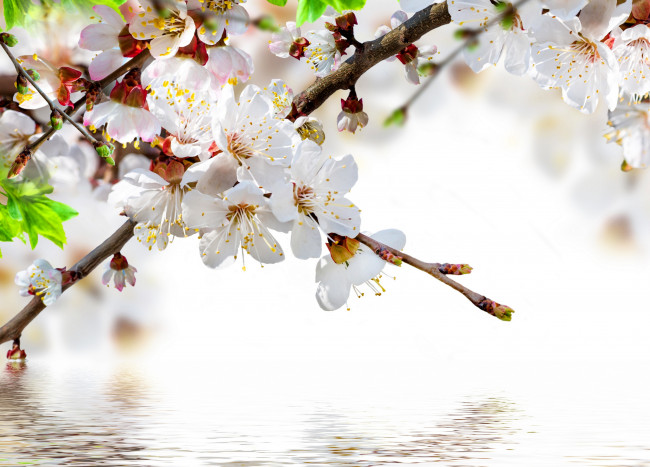 Обои картинки фото цветы, цветущие деревья ,  кустарники, весна, вода, цветение, цветочки, веточки