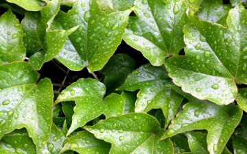 Картинка природа листья зеленый капли
