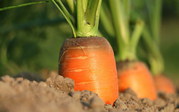 Картинка природа плоды морковь