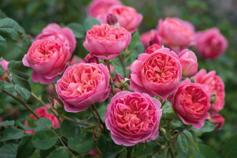 Картинка цветы розы розовый куст остинки