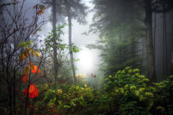 Картинка природа лес кусты деревья туман осень