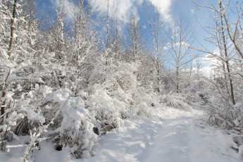 Картинка природа зима простор снег