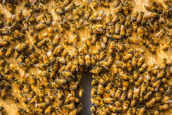 Картинка животные пчелы +осы +шмели фон улей пчёлы