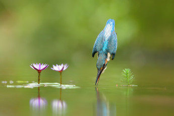 Картинка животные зимородки зимородок птица вода полет капли