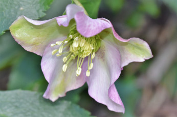 Картинка цветы геллеборус+ морозник цветение цветок зелено-фиолетовый лето