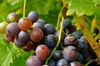 Картинка природа Ягоды +виноград спелый листья кисть виноград