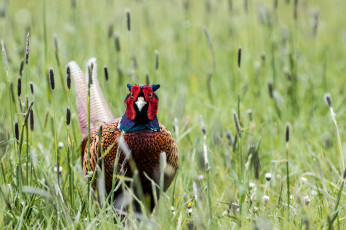 Картинка животные фазаны природа pheasant трава птица фазан