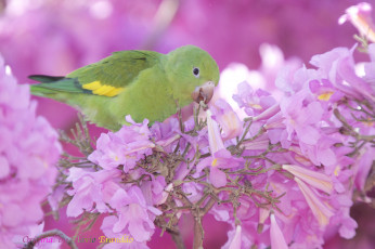 Картинка животные попугаи цветы попугай ветки дерево