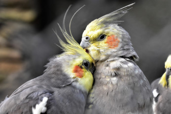 Картинка животные попугаи птица попугай окрас клювик перья