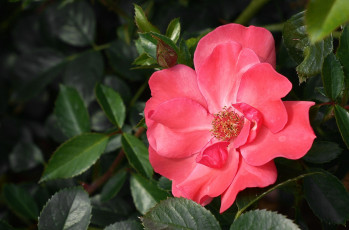Картинка цветы розы роза розовый макро